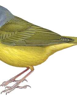 灰头地莺 / MacGillivray’s Warbler / Geothlypis tolmiei
