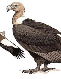 白背兀鹫 / White-rumped Vulture / Gyps bengalensis