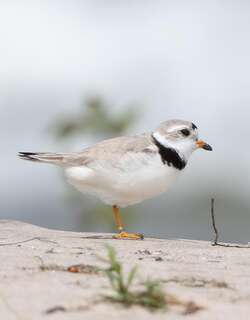 笛鸻 / Piping Plover / Charadrius melodus