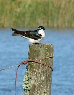 白腰树燕 / White-rumped Swallow / Tachycineta leucorrhoa