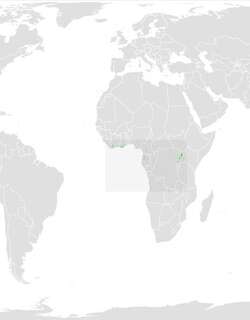 褐耳啄木鸟 / Brown-eared Woodpecker / Pardipicus caroli