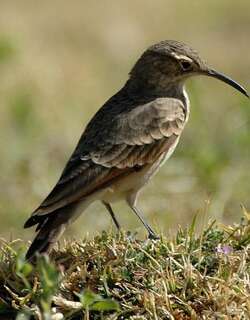 细嘴掘穴雀 / Slender-billed Miner / Geositta tenuirostris