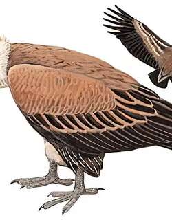 兀鹫 / Griffon Vulture / Gyps fulvus