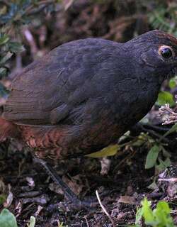 黑喉隐窜鸟 / Black-throated Huet-huet / Pteroptochos tarnii