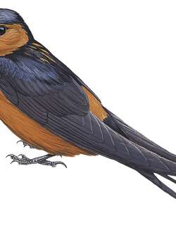 棕腹燕 / Rufous-bellied Swallow / Cecropis badia
