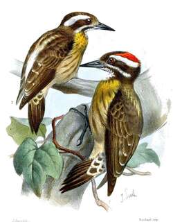 菲律宾侏啄木 / Sulu Pygmy Woodpecker / Yungipicus ramsayi