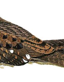 查岛夜鹰 / Choco Poorwill / Nyctiphrynus rosenbergi