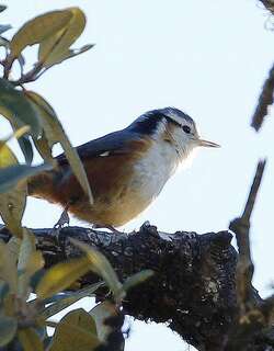 白眉䴓 / White-browed Nuthatch / Sitta victoriae