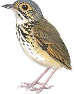 上弗洛雷斯塔蚁鸫 / Alta Floresta Antpitta / Hylopezus whittakeri