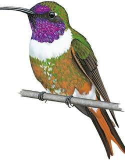 易那圭林星蜂鸟 / Inagua Woodstar / Nesophlox lyrura