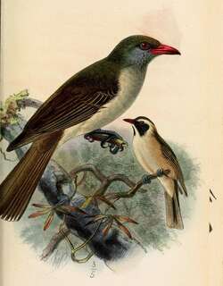 绿褐鹂 / Olive-brown Oriole / Oriolus melanotis