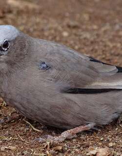 灰头群织雀 / Grey-capped Social Weaver / Pseudonigrita arnaudi