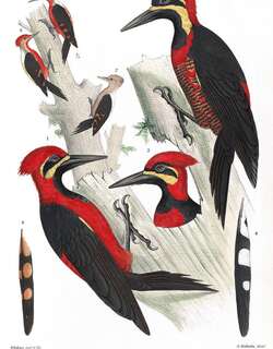 朱腹啄木鸟 / Crimson-bellied Woodpecker / Campephilus haematogaster