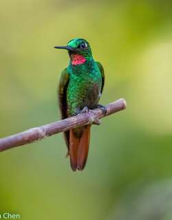 红玉蜂鸟 / Brazilian Ruby / Clytolaema rubricauda