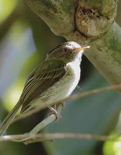 长冠侏霸鹟 / Long-crested Pygmy Tyrant / Lophotriccus eulophotes