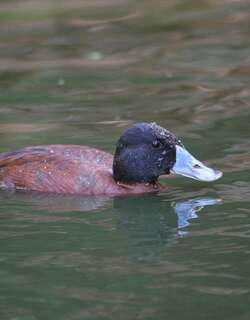 非洲硬尾鸭 / Maccoa Duck / Oxyura maccoa