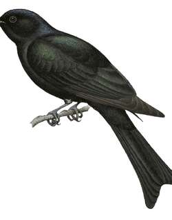 叉尾乌鹃 / Fork-tailed Drongo-Cuckoo / Surniculus dicruroides