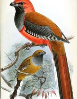 灰胸咬鹃 / Whitehead’s Trogon / Harpactes whiteheadi