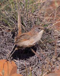 短尾草鹩莺 / Short-tailed Grasswren / Amytornis merrotsyi