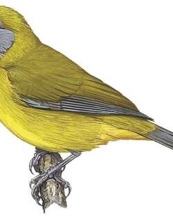 绿背唐纳雀 / Olive-backed Tanager / Mitrospingus oleagineus