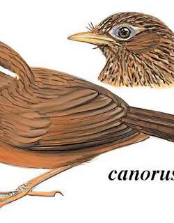 画眉 / Chinese Hwamei / Garrulax canorus