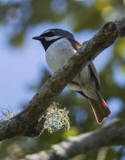 红尾钩嘴鵙 / Red-tailed Vanga / Calicalicus madagascariensis