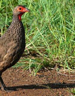 斯氏鹧鸪 / Swainson’s Spurfowl / Pternistis swainsonii
