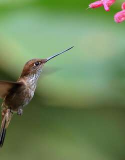 褐星额蜂鸟 / Brown Inca / Coeligena wilsoni