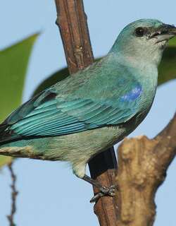 蓝肩裸鼻雀 / Azure-shouldered Tanager / Thraupis cyanoptera