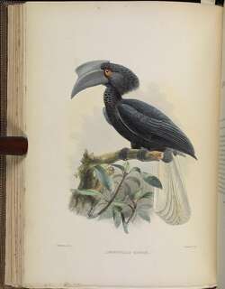 黑嘴斑犀鸟 / Sulu Hornbill / Anthracoceros montani