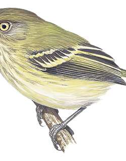 奇氏哑霸鹟 / Zimmer’s Tody-Tyrant / Hemitriccus minimus