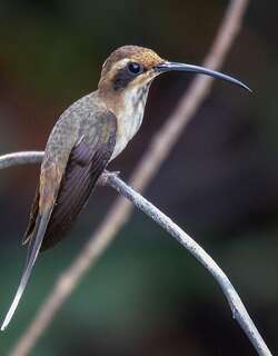 斑喉隐蜂鸟 / Streak-throated Hermit / Phaethornis rupurumii