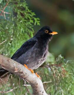 黄腿鸫 / Yellow-legged Thrush / Turdus flavipes