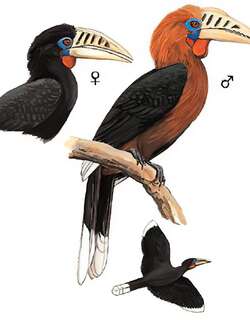 棕颈犀鸟 / Rufous-necked Hornbill / Aceros nipalensis