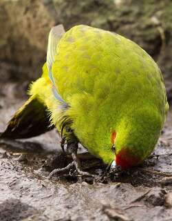 安岛红额鹦鹉 / Reischek’s Parakeet / Cyanoramphus hochstetteri