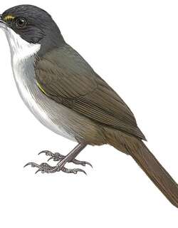 西䳭唐纳雀 / Western Chat-Tanager / Calyptophilus tertius