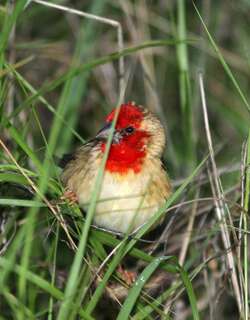 绯红奎利亚雀 / Cardinal Quelea / Quelea cardinalis