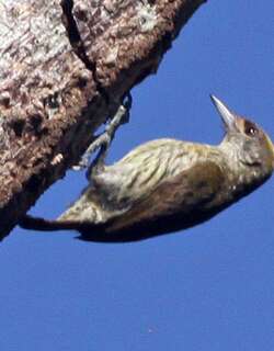 安岛姬啄木鸟 / Antillean Piculet / Nesoctites micromegas