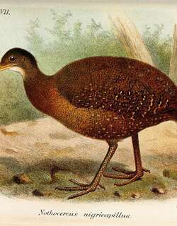 斗篷林䳍 / Hooded Tinamou / Nothocercus nigrocapillus