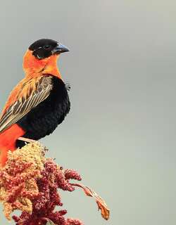 橙巧织雀 / Northern Red Bishop / Euplectes franciscanus