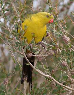 至尊鹦鹉 / Regent Parrot / Polytelis anthopeplus