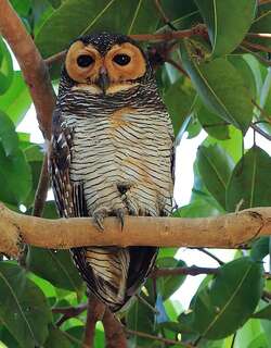 点斑林鸮 / Spotted Wood Owl / Strix seloputo