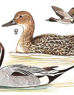 针尾鸭 / Northern Pintail / Anas acuta