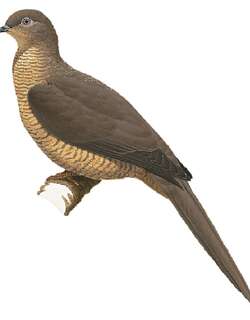 弗洛勒斯海鹃鸠 / Flores Sea Cuckoo-Dove / Macropygia macassariensis