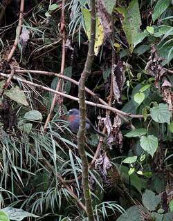 栗腰唧霸鹟 / Maroon-belted Chat-Tyrant / Ochthoeca thoracica