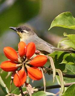 冠绣眼鸟 / Crested White-eye / Heleia dohertyi