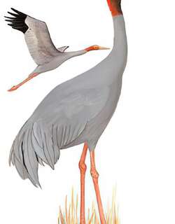 赤颈鹤 / Sarus Crane / Antigone antigone