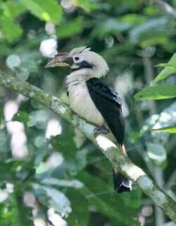 棉岛犀鸟 / Mindanao Hornbill / Penelopides affinis