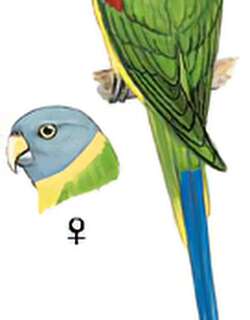 花头鹦鹉 / Blossom-headed Parakeet / Psittacula roseata