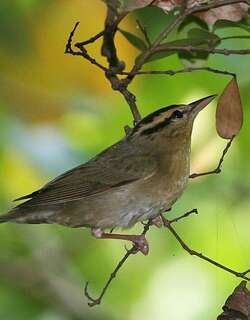 食虫莺 / Worm-eating Warbler / Helmitheros vermivorum